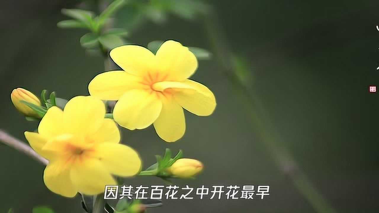 春天开放的花有哪些呢?_高清