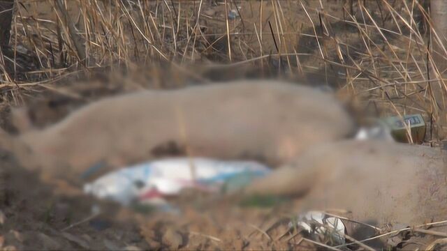 潍坊、临沂出现病死猪乱丢弃、无害化处理厂不规范的现象