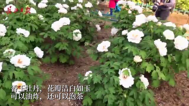 这种香玉牡丹不仅好看还可以吃?专家:可以油炸