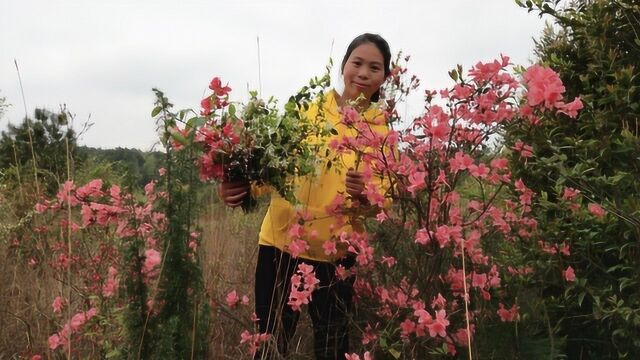 农村女孩去采野花,这么多野花,不采白不采,认识这些花吗?