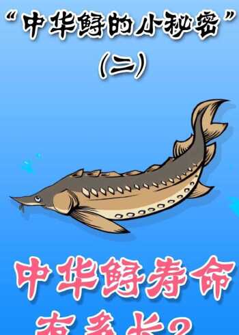 第二集:中华鲟寿命有多长?