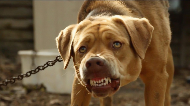 忠诚狗狗被主人抛弃,几经辗转成为狗王,带领300条流浪狗疯狂报复