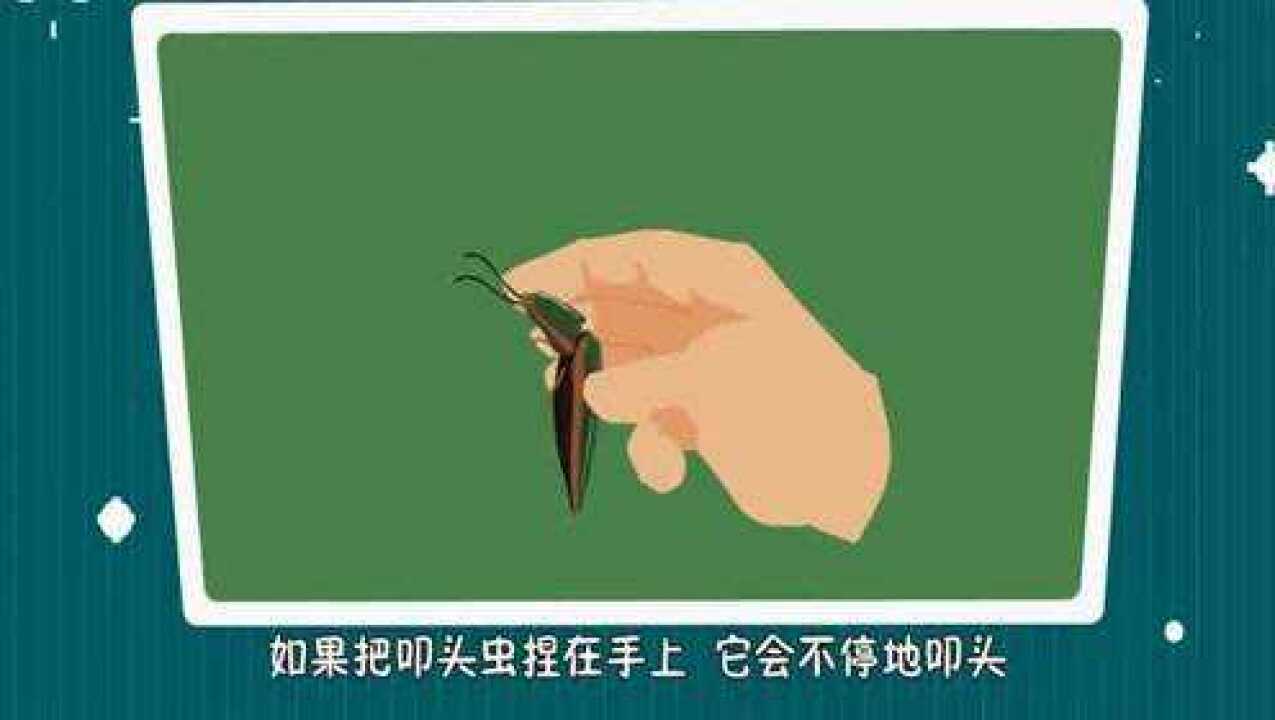 这只虫子为什么叫叩头虫呢,它为什么要叩头