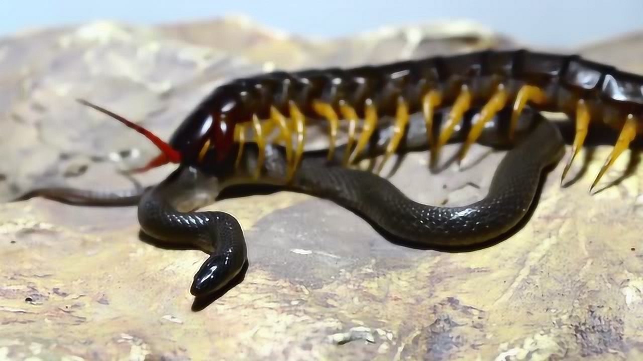 东南亚的怪兽蜈蚣毒蛇和蝎子见到它都不敢招惹