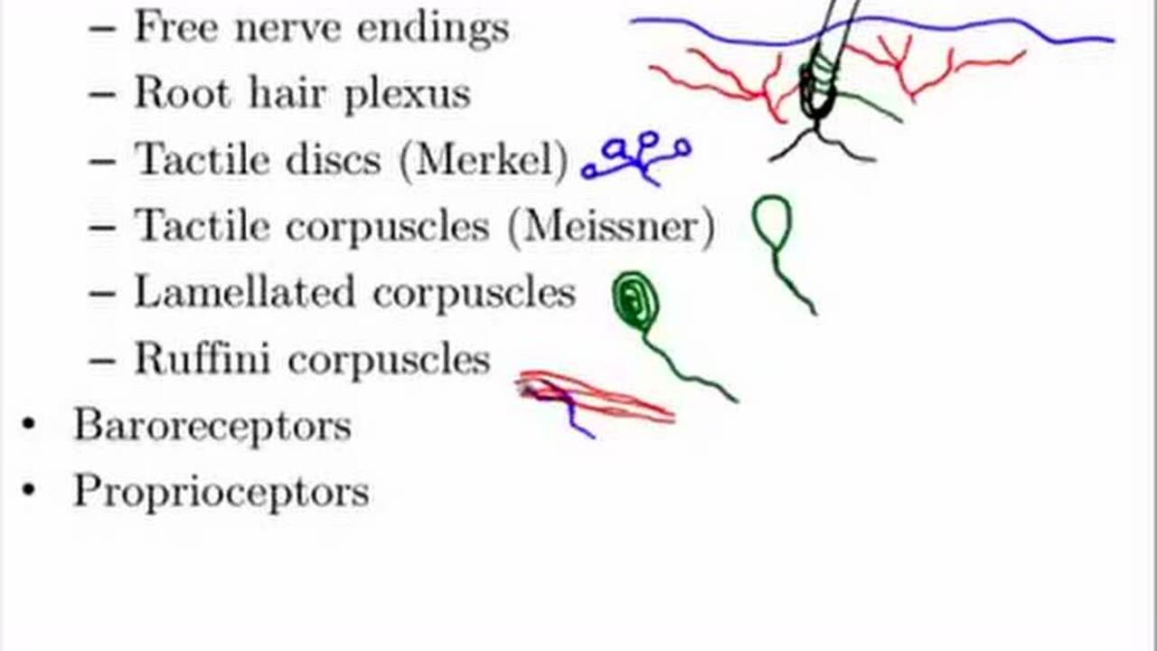 anatomy and physiology