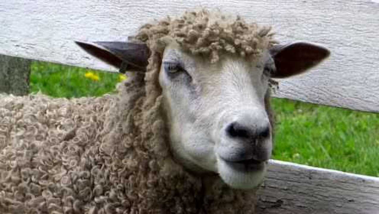 羊咀嚼食物的动作