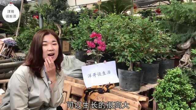 叶子花很多人把叶子误认为花朵,其实都错了,一起听听小编怎么说!