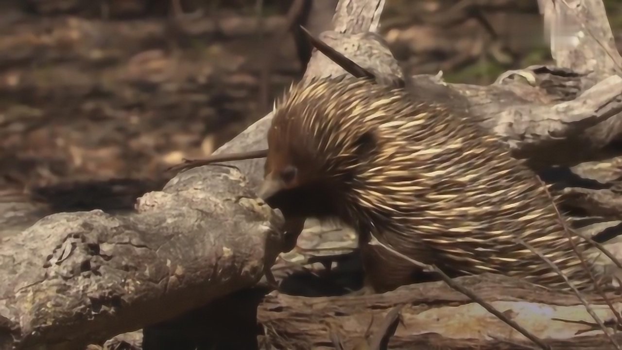 针鼹为最原始的哺乳动物之一是卵生哺乳动物有育儿袋