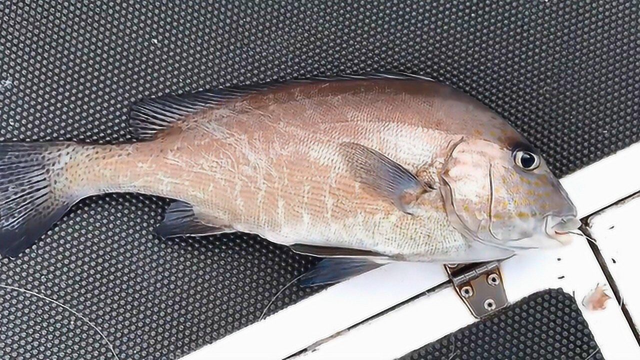 新鲜出水的加志鱼,常见的一种胡椒鲷!