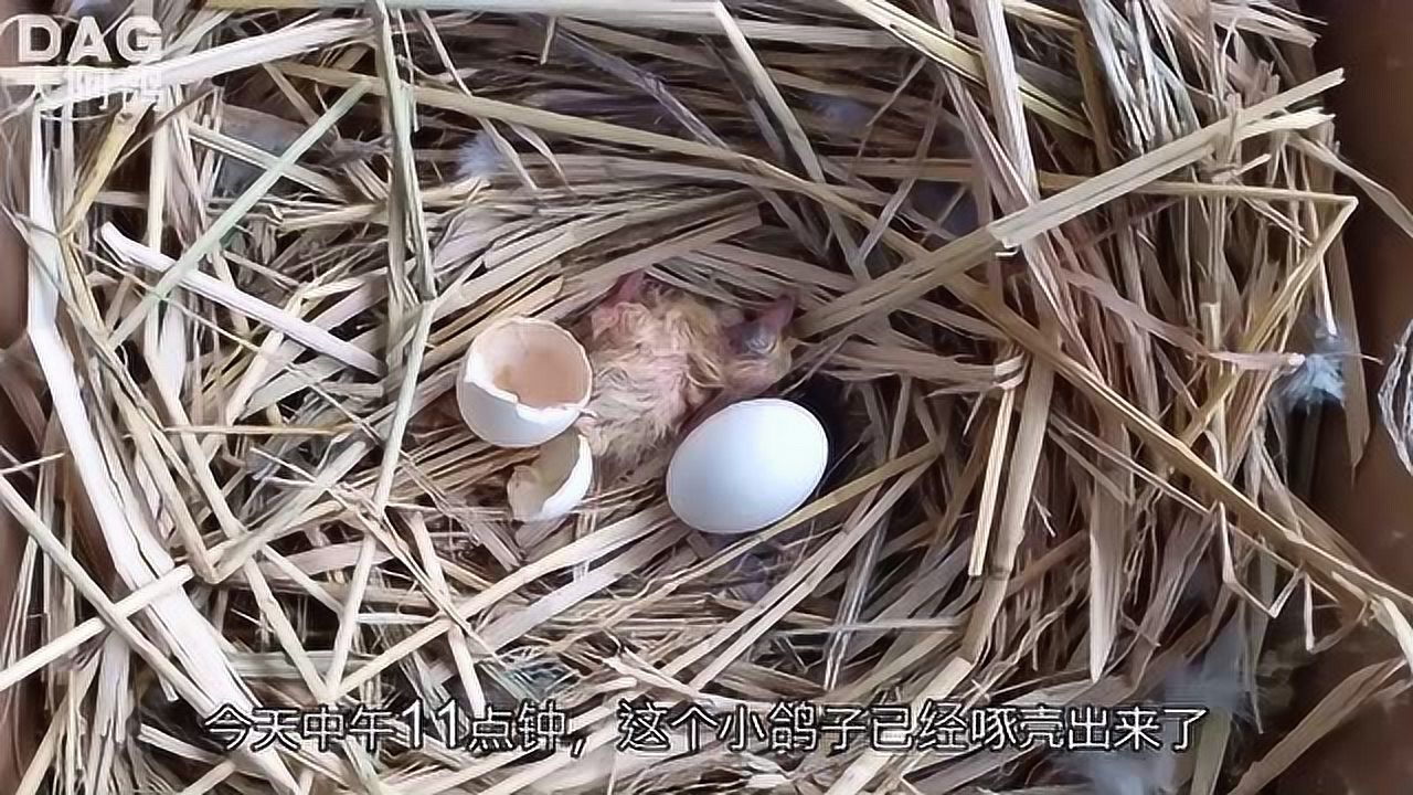 小伙买来的种鸽孵出小鸽子了,快来看看刚出壳的小鸽子
