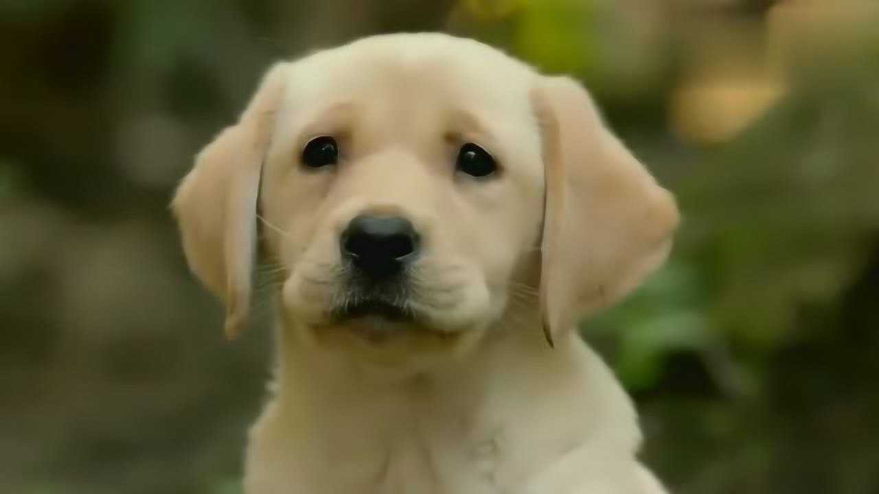 神犬小七2:神犬小七邂逅美女恩人后被送走,痛心离别!