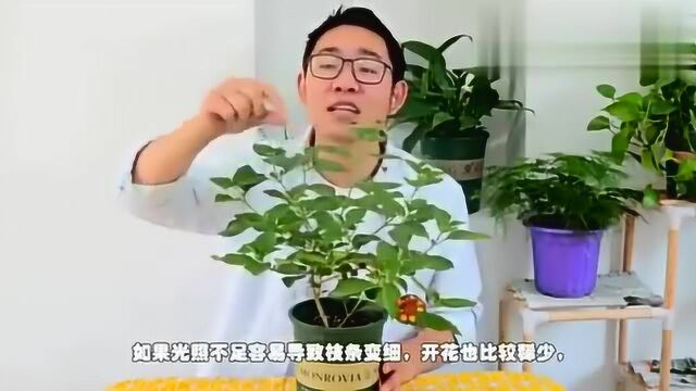 开花颜色丰富的五色梅,养护方法很简单,而且花期超长