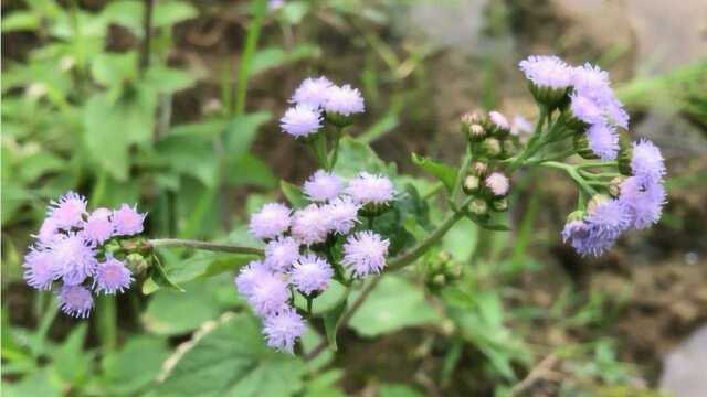 农村泛滥成灾的杂草“藿香蓟”,在专家眼中,却是止血良药?