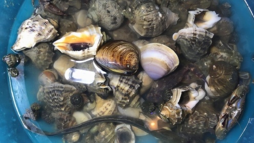 小倪赶海收获一大盆海鲜,海螺抓30个,还有"稀有海鲜"西施舌