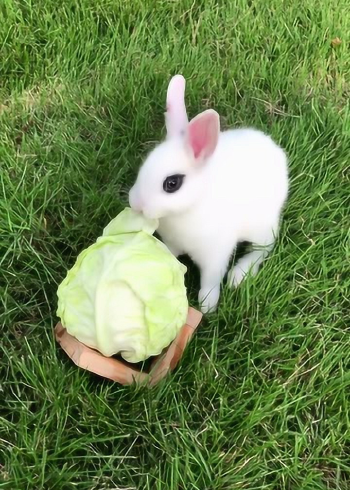 小白兔不止喜欢吃萝卜,更爱吃白菜哟兔子萌宠