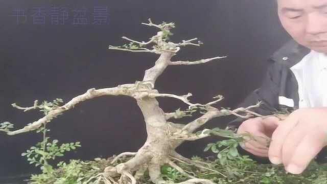 树龄12年的对接白蜡盆景素材,师傅上铝线牵拉造型,苍劲挺拔