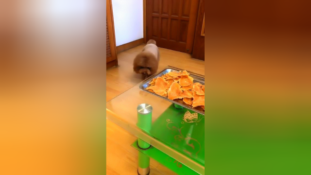 小泰迪偷吃东西的样子真逗,网友:掩耳盗铃吗?