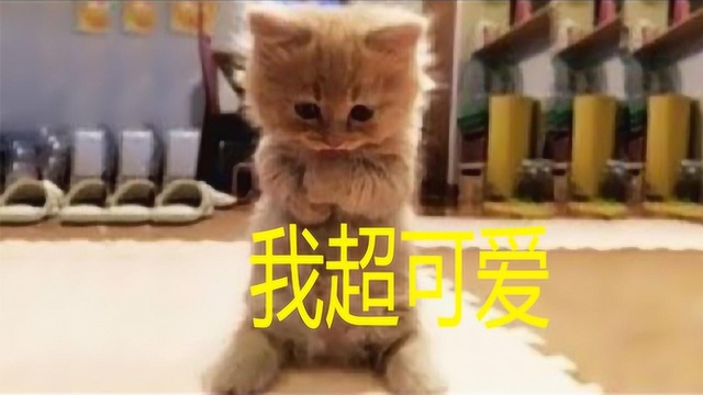 萌猫视频!超可爱猫咪逗乐瞬间 太有趣了 这呆萌的猫,你见过吗