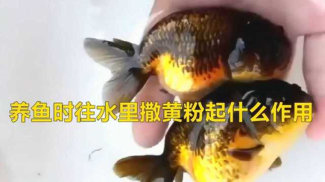 养鱼时往水里撒黄粉起什么作用