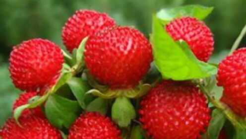农村这种野草莓，是解毒止血佳品，但村里人常告诫不能吃