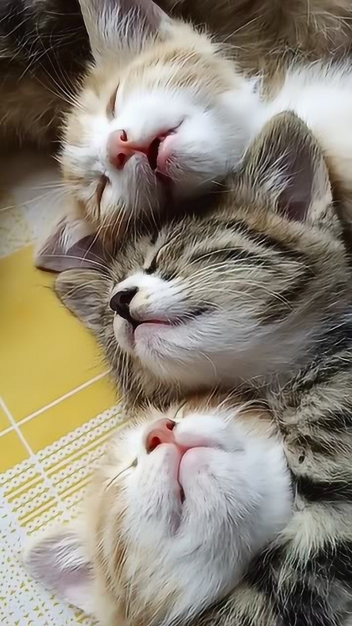 几只小猫抱团睡在一起毛茸茸的一团太治愈了