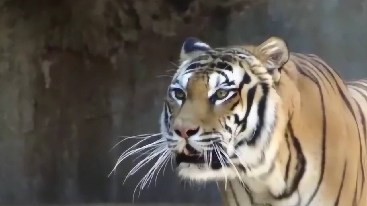 真正的老虎叫声,虎啸山林百兽散,听着都让人感到害怕!