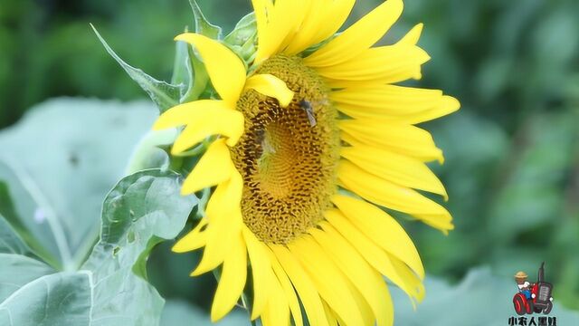 农村小伙带你逛油葵地,欣赏油葵花,葵花籽油就是由油葵籽提取的