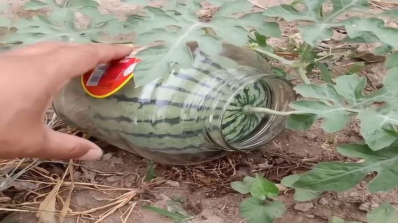 厉害了,原来西瓜罐头就是这样做出来,长见识了