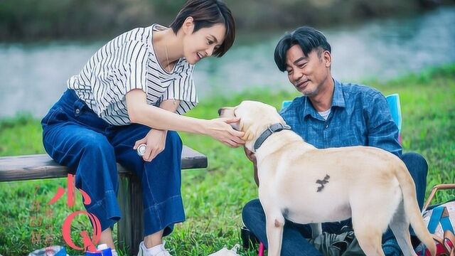 催泪!导盲犬小Q对主人不离不弃,《小Q》成中国版“忠犬八公”