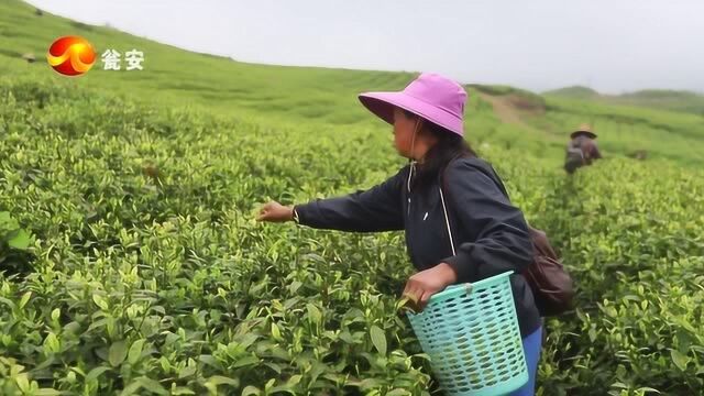 记者走基层ⷮŠ茶山行 找出问题 走茶产业发展新路