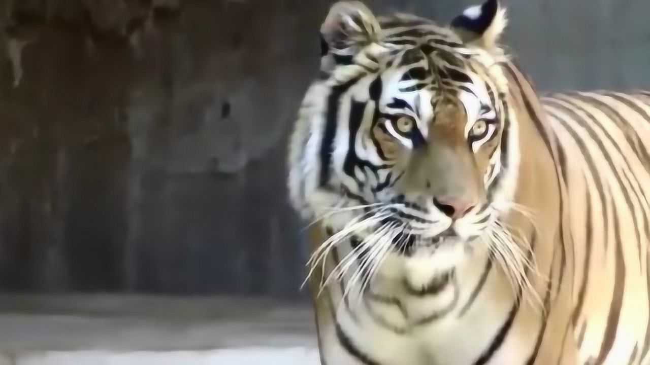 真正的老虎叫声虎啸山林百兽散听着都让人感到害怕