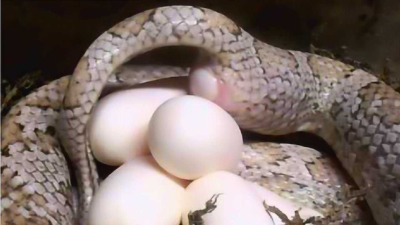 蛇生蛋竟然是这样的要不是镜头记录全过程你都不敢信