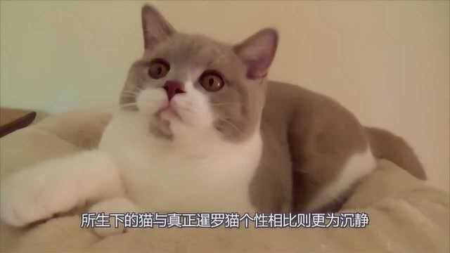 英国短毛猫, 不是只有蓝猫才叫英短!