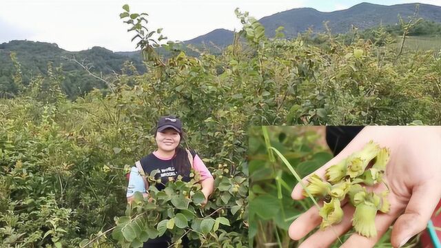 榛子有“坚果之王”的美誉,这种野果在云南大山遍地都是,随便摘