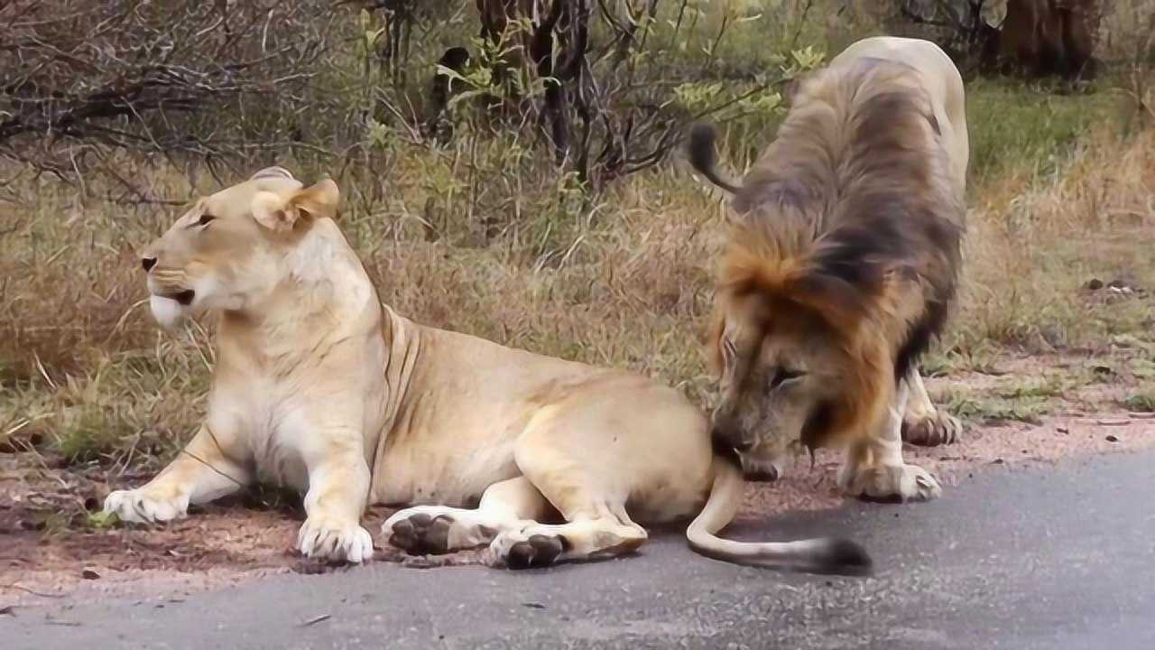 罕见画面:发情期的公狮子遇上母狮子,镜头拍下全过程