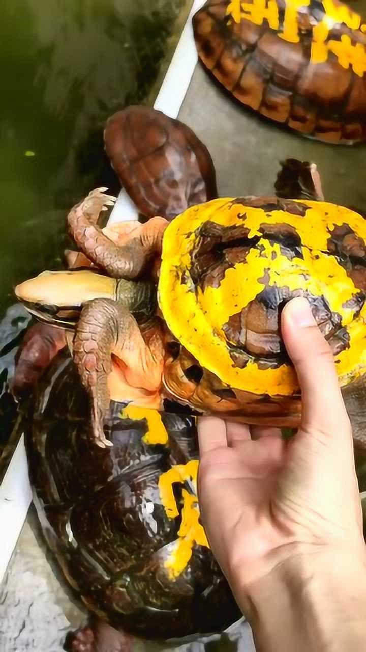 俗称黄金龟的它,一直可以与黄金相匹配