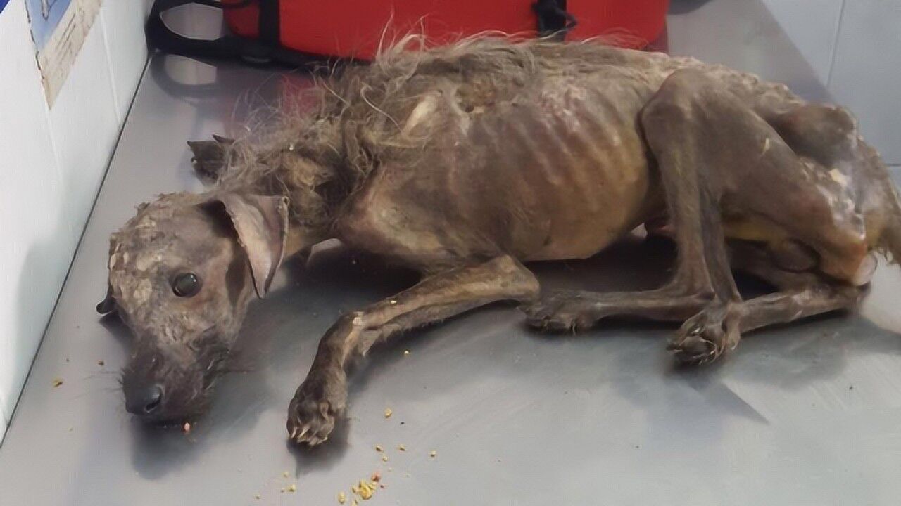 狗狗被抛弃饿成一幅骨架,好心人将其收养,3个月后让人惊喜