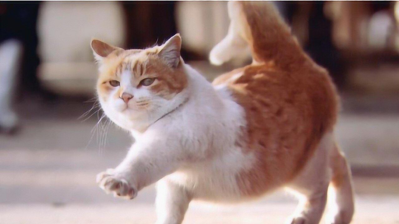 猫咪走“正宗”猫步，走路步伐六亲不认！猫咪：同志们辛苦了！_高清