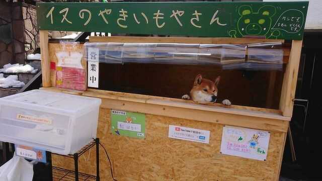 日本“柴犬红薯店”风靡全国,无数游人慕名而去,找钱成了大难题