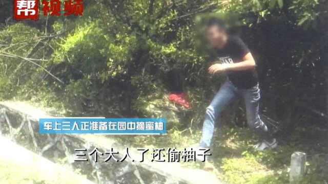 漳州:三名男子高速上违规停车偷柚子,竟是为了拍抖音?