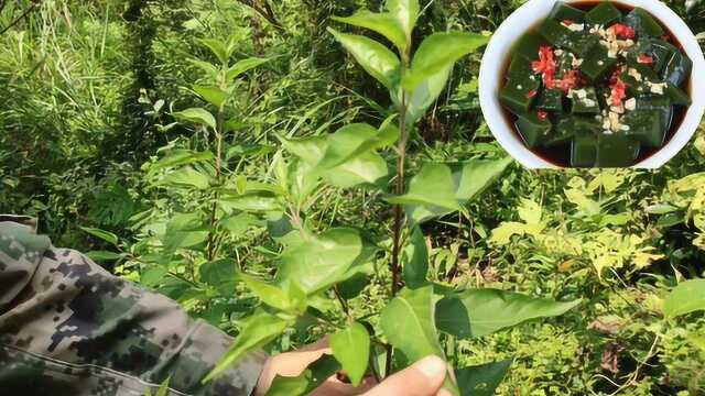 神仙豆腐树叶你认识吗?它可以做成美味的豆腐,你们家乡也有吗