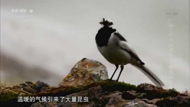 白鹡鸰相当谨慎,确定周围没有危险后才会进入鸟巢为雏鸟为食