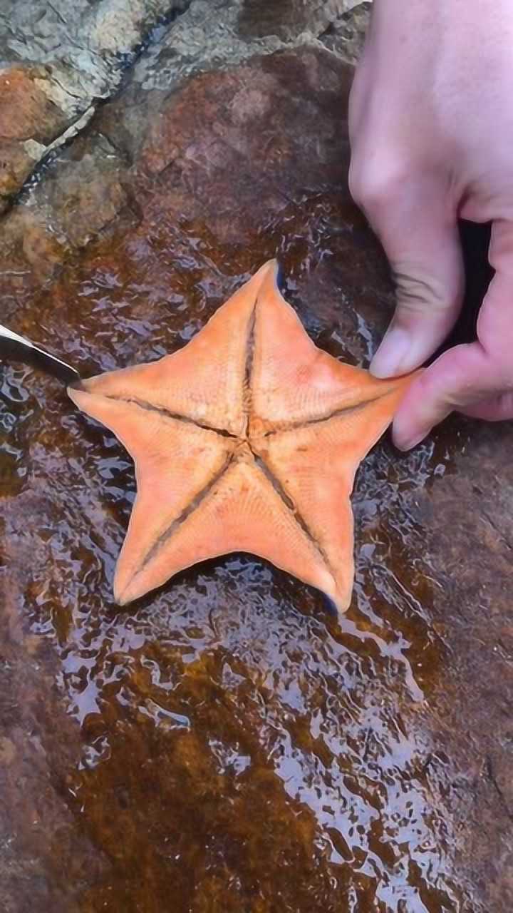 海星的内部结构原来是这样的，一直以为只有壳呢，长知识了_高清