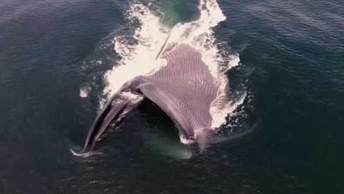 摄像机空中拍摄蓝鲸进食，数量这么多磷虾蓝鲸一口吞下，异常壮观
