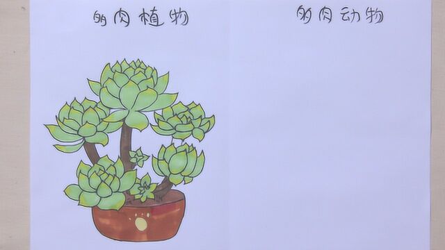 趣味对比漫画,多肉植物与动物大对比,看完求动物的心理阴影面积