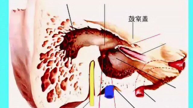 中山大学人体解剖学36课09