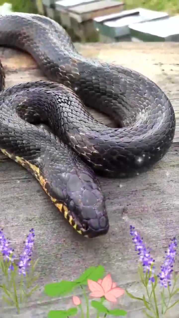 晒太阳的大虫子