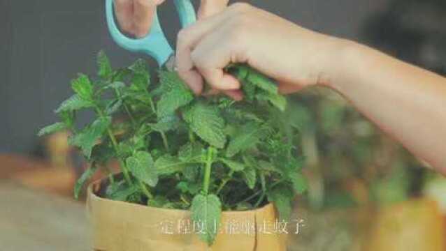 农村这7种能驱蚊虫植物,家中种一盆,再也不用买蚊香了!