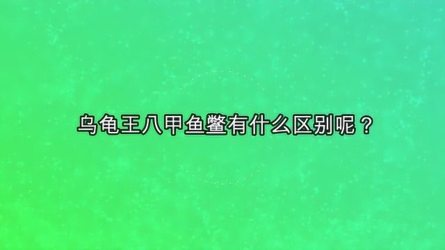 乌龟王八甲鱼鳖有什么区别呢?