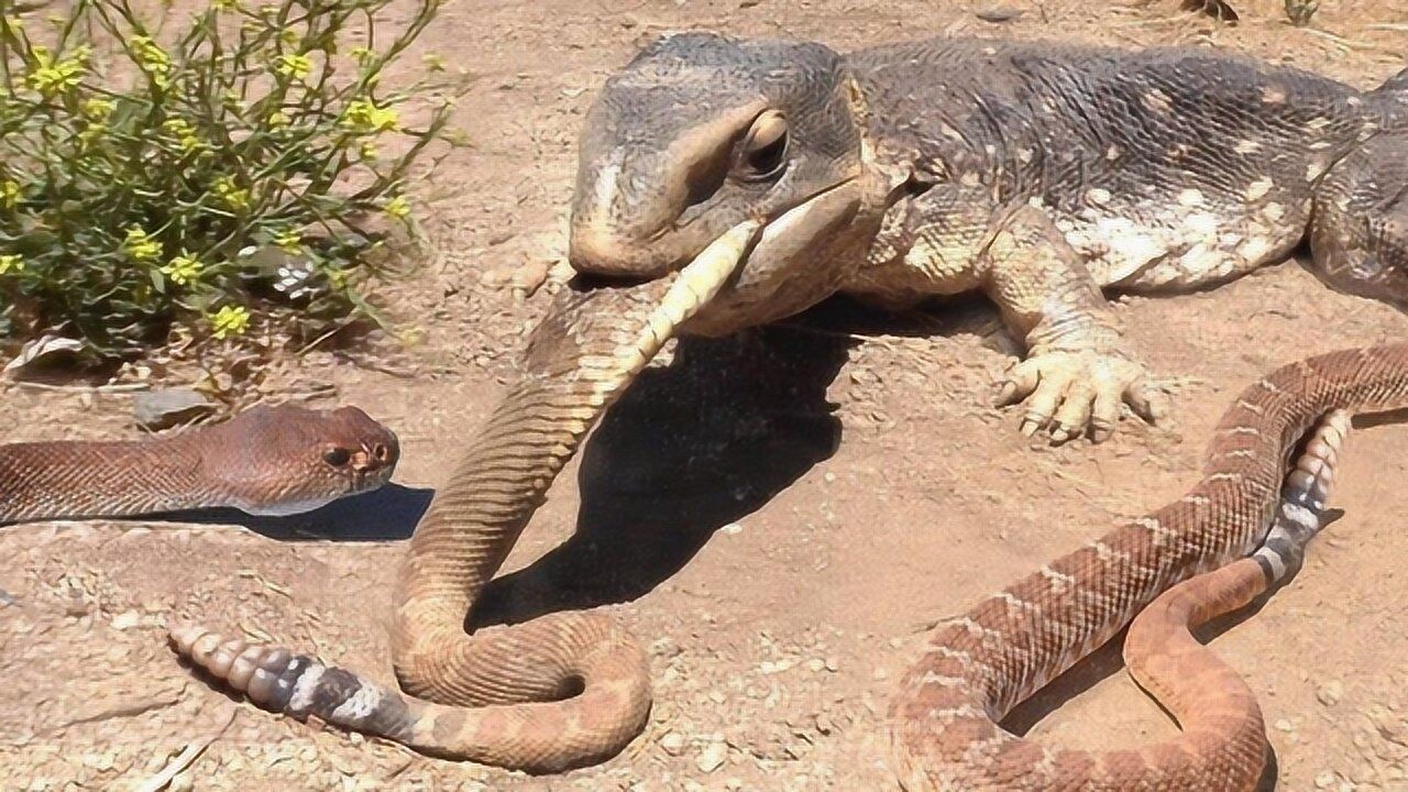 古巨蜥vs科莫多巨蜥图片